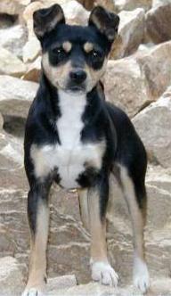 Lar-Mon's Black Ty Lady | Rat Terrier 