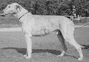 Sulhamstead Remus | Irish Wolfhound 