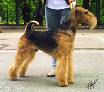 Veyland Boy from York Hills | Airedale Terrier 