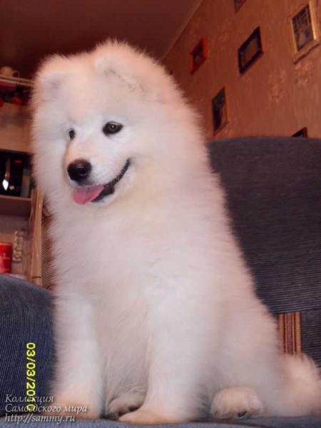 Anry | Samoyed 