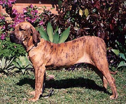 Holly do Semalu | Fila Brasileiro 