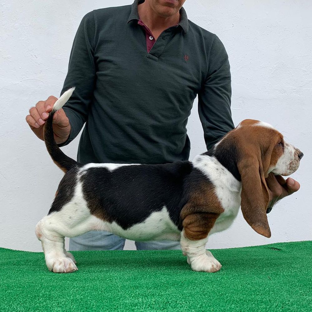 Beatriz De OravLacan | Basset Hound 