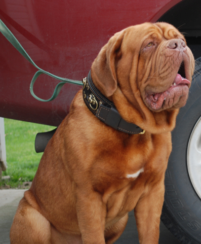 Dog´s Land Faraon | Dogue de Bordeaux 