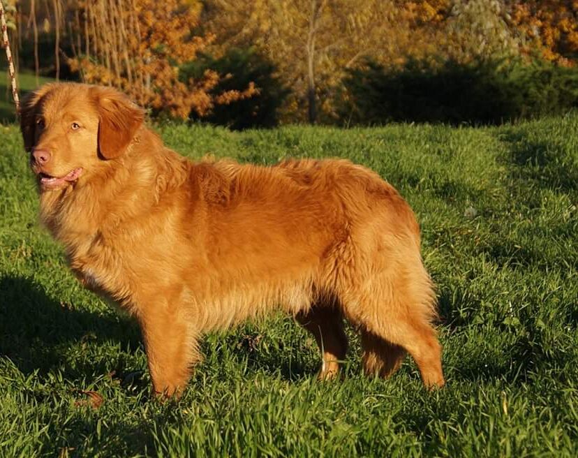 Whymark's Didit My Way | Nova Scotia Duck Tolling Retriever 