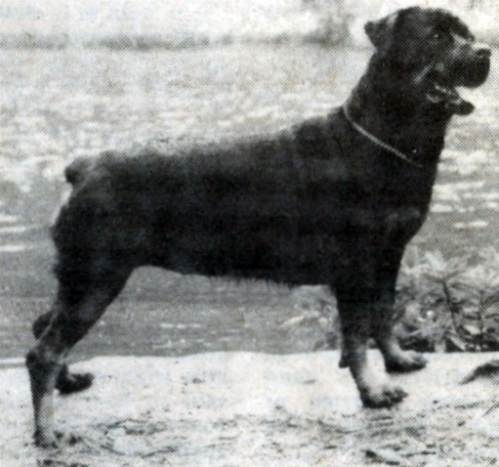 Anka of Kentene in Svedala | Rottweiler 