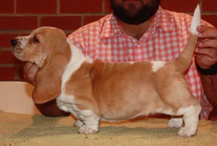 Bassefied Christel | Basset Hound 