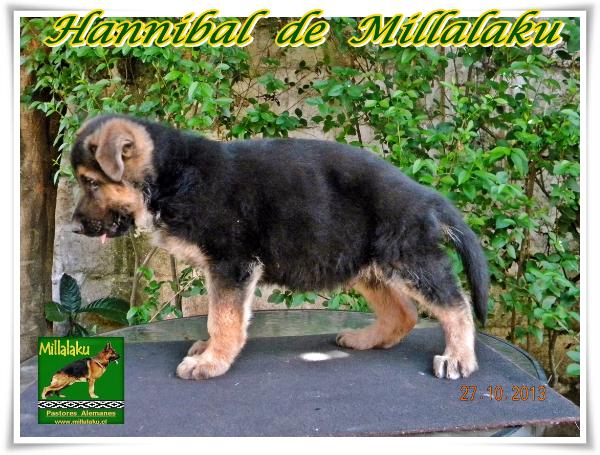 Hannibal De Millalaku | German Shepherd Dog 