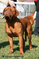 Chien Douceur Pur Hasard | Dogue de Bordeaux 