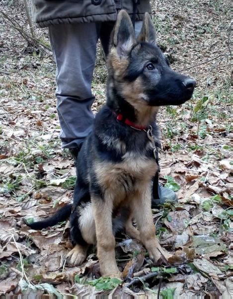List aus Garten Zhojt (Joker) | German Shepherd Dog 