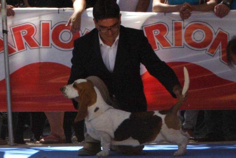 Mcdonals Olea Bull´s | Basset Hound 