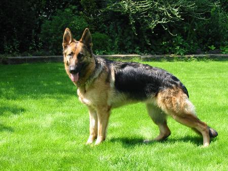 qanouk van huis van sallandstreek | German Shepherd Dog 