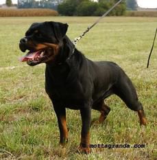 Olanda vom Storchengässle | Rottweiler 