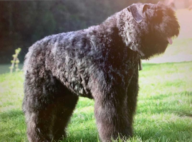 HIT ALIVET STAR FILLIP | Bouvier des Flandres 