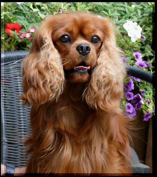 Liane's Zest of Perfection | Cavalier King Charles Spaniel 