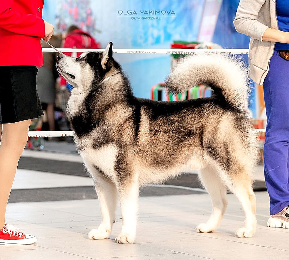 Heavenly Spirit Donnie Brasco | Alaskan Malamute 