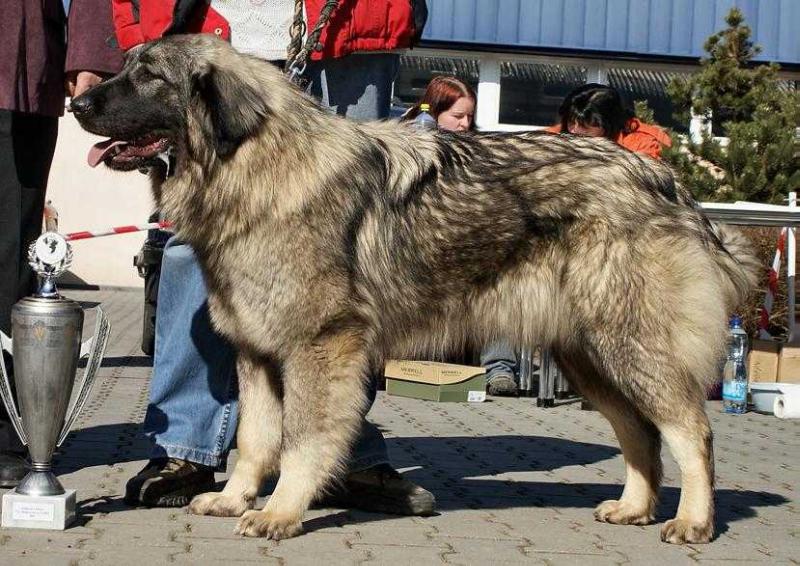 Chagy Betty Sharislands | Yugoslavian Shepherd Dog-Sarplaninac 