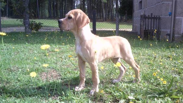 Rei Leão do Berço do Basalto | Portuguese Pointer 