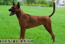 SIAM'S TRB. PAN-CAKE BY D-D-P | Thai Ridgeback 