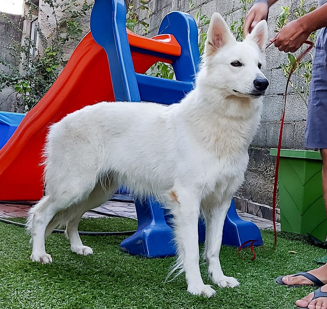 Ruby Von Taglischindorf | White Swiss Shepherd Dog 