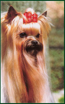 TURYANNE GYPSY DANCER | Yorkshire Terrier 