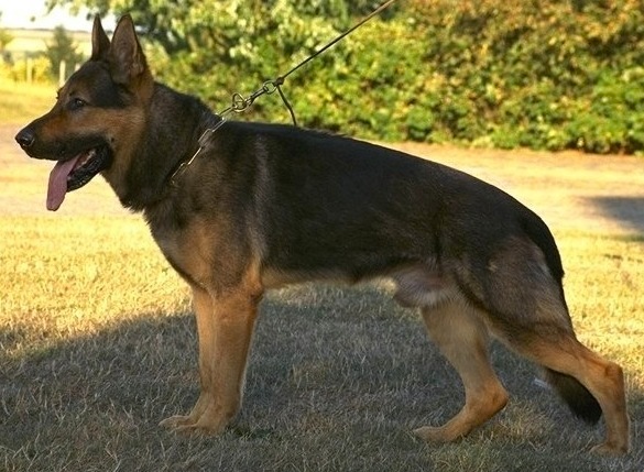 Lord vom Gleisdreieck | German Shepherd Dog 