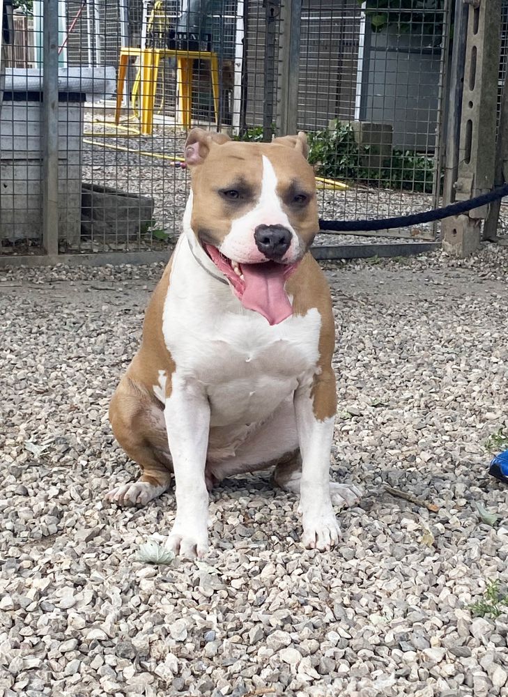 Contra Legem Luna Lovegood | American Staffordshire Terrier 