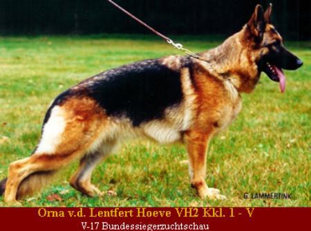 Orna von der Lentfert Hoeve | German Shepherd Dog 