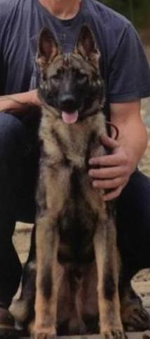 Bcs’s Kayde jager von Himmel und holle | German Shepherd Dog 