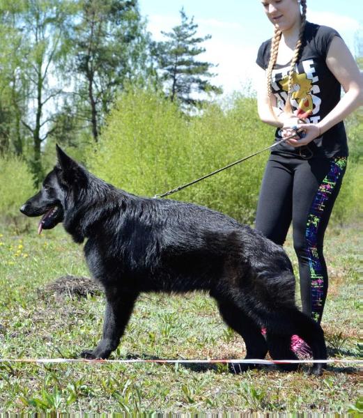 Margman Picasso | German Shepherd Dog 