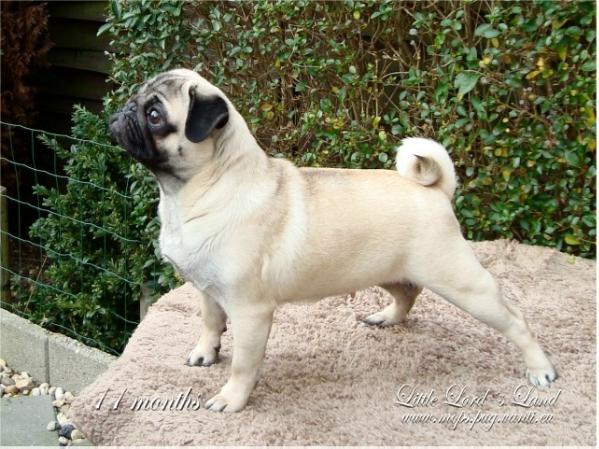 HARMONY Little Lord's Land | Pug 