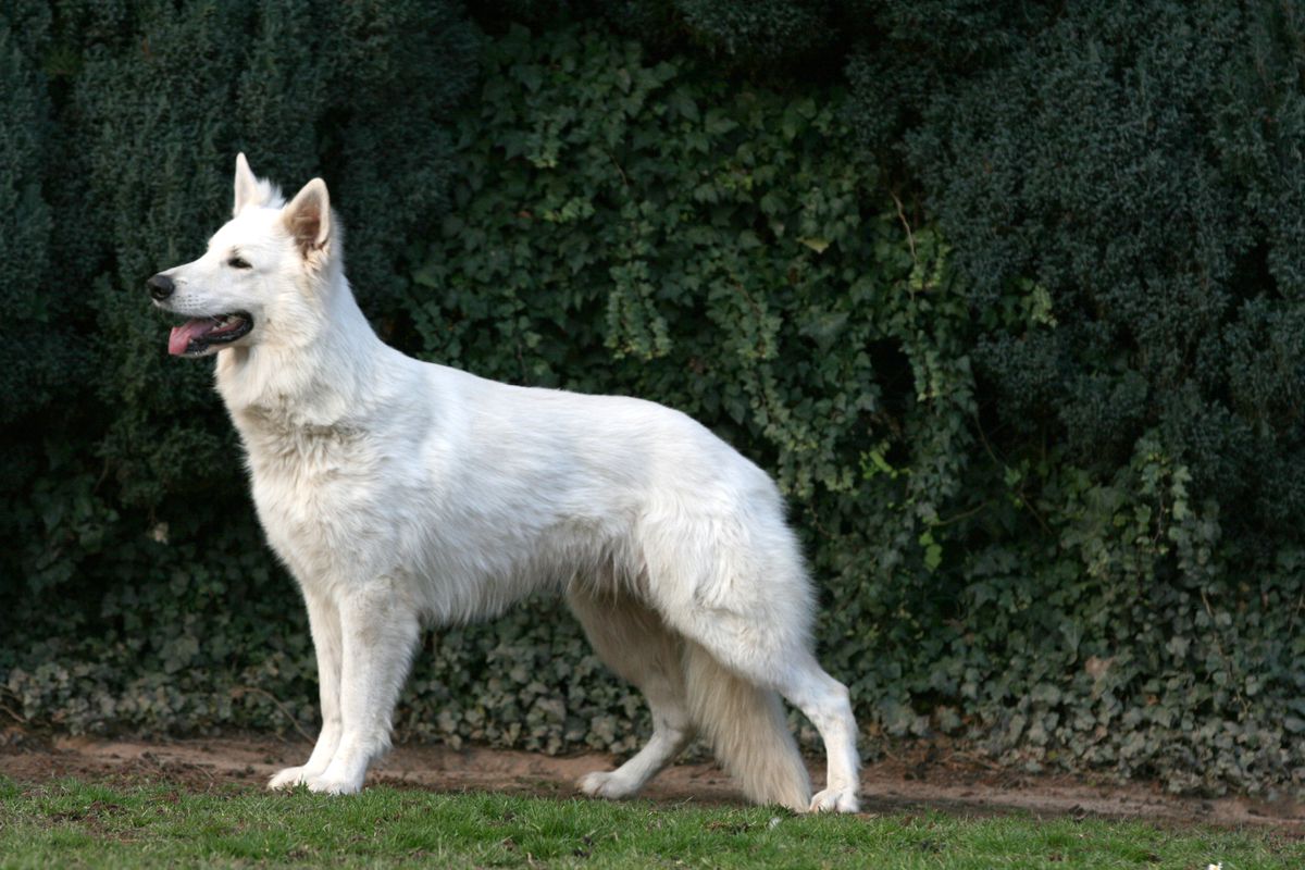 Don of White Friends | White Swiss Shepherd Dog 