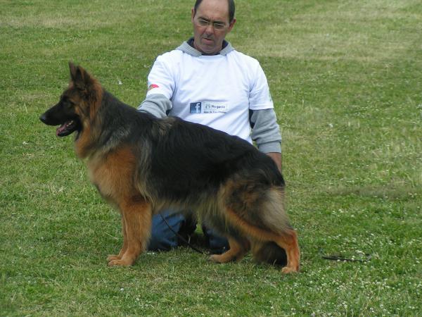 Maggie de Tres Pirañas | German Shepherd Dog 