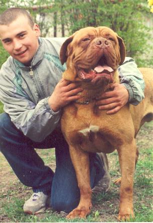 Iroc De La Gaie Maisonnee | Dogue de Bordeaux 