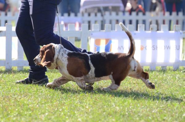 Quantas-Napoca glory | Basset Hound 