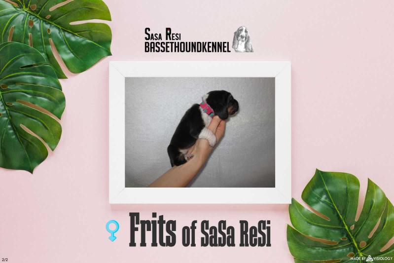 Frits of Sasa Resi | Basset Hound 