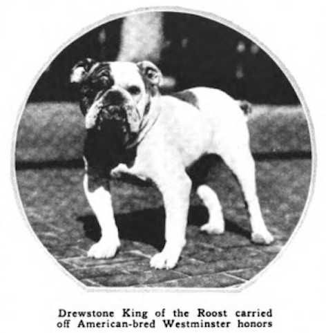 Drewstone King (~1918) | Bulldog 