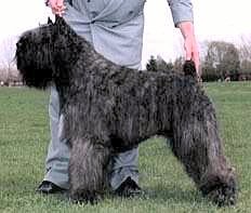 Bronwyn Sweet Sensation | Bouvier des Flandres 