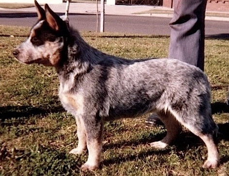 Turrella Blue Pebbles | Australian Cattle Dog 