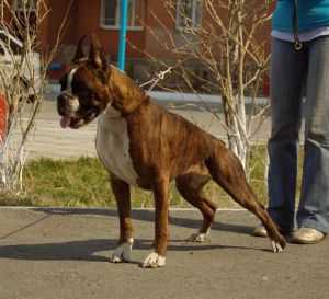 ALBELLIS DELISHES | Boxer 