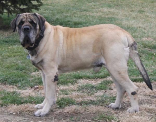 Jacobs Lost Empire | Mastiff 