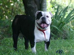 Trojan Bulldogges'Brogan | Olde English Bulldogge 