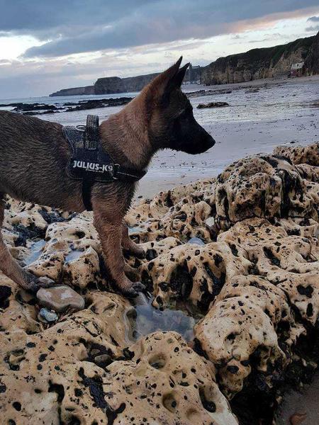 Chunk von MalVen (Bane) | Belgian Malinois 