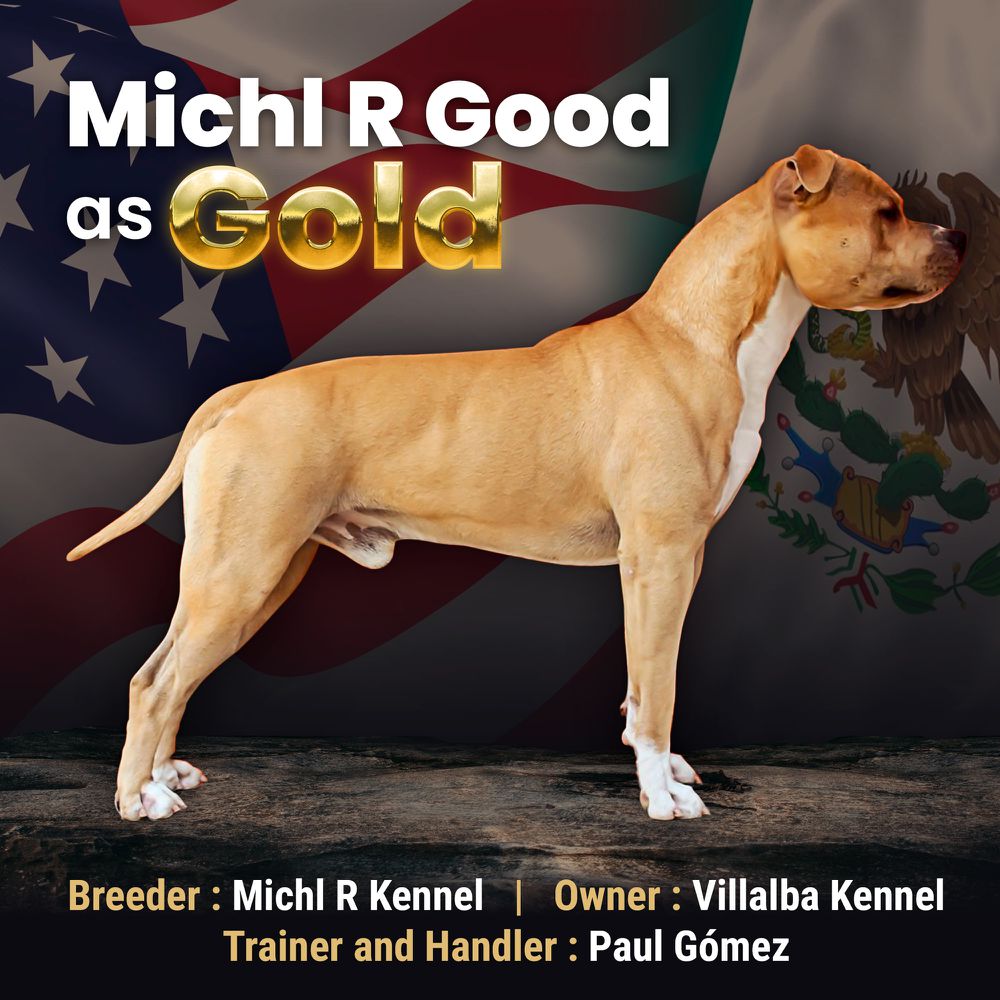 Michl R Good as Gold | American Staffordshire Terrier 