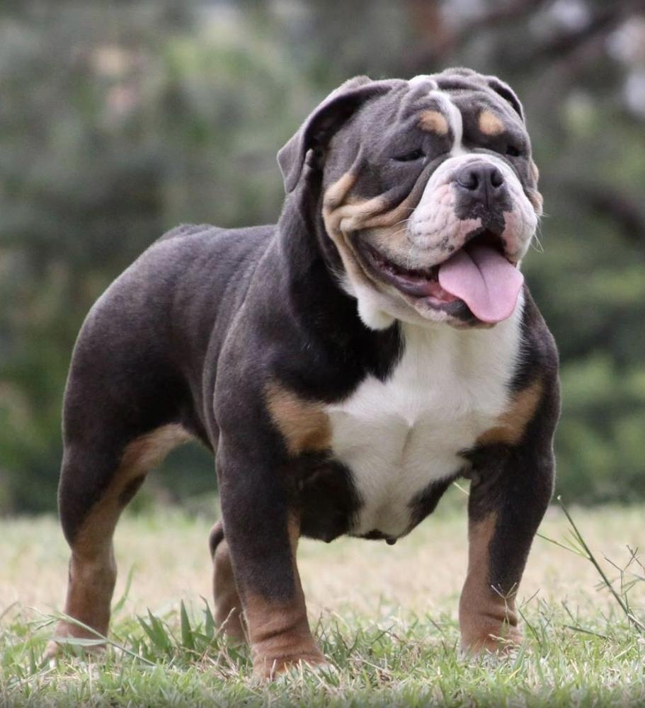 1 Bulldog Nation’s Dallas | Olde English Bulldogge 