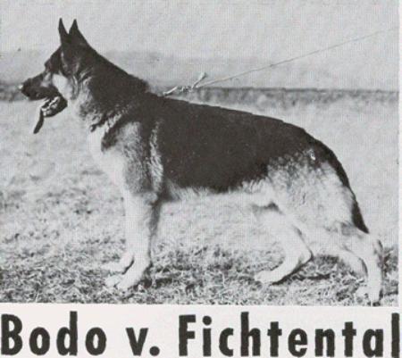 Bodo vom Fichtental | German Shepherd Dog 