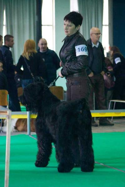 ANDORA | Black Russian Terrier 