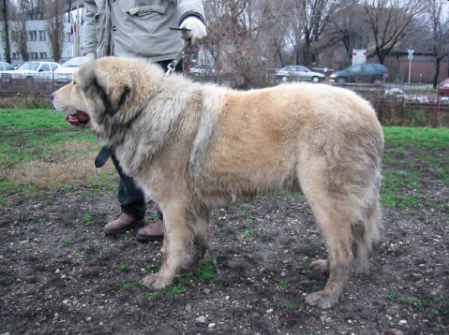 Torokvero-illyr HUGO | Yugoslavian Shepherd Dog-Sarplaninac 