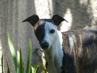 JANUS' DAUGHTER de la Côte des Lutins | Whippet 