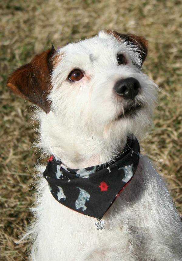 Lenacourt Running Thunder | Jack Russell Terrier 