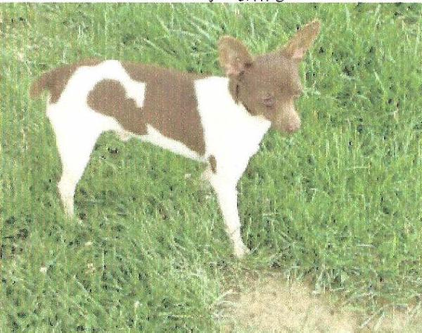 Caabuck Louie | Rat Terrier 